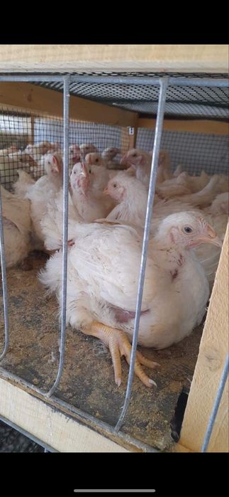 Vând pui alb de carne si rosu/porumbac rasa mixta