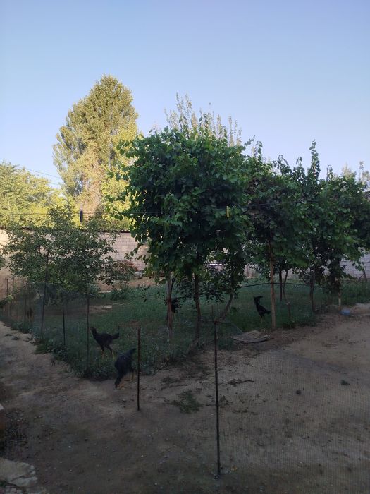 Xovli sotiladi Qibray tumani Salar shaharchasida