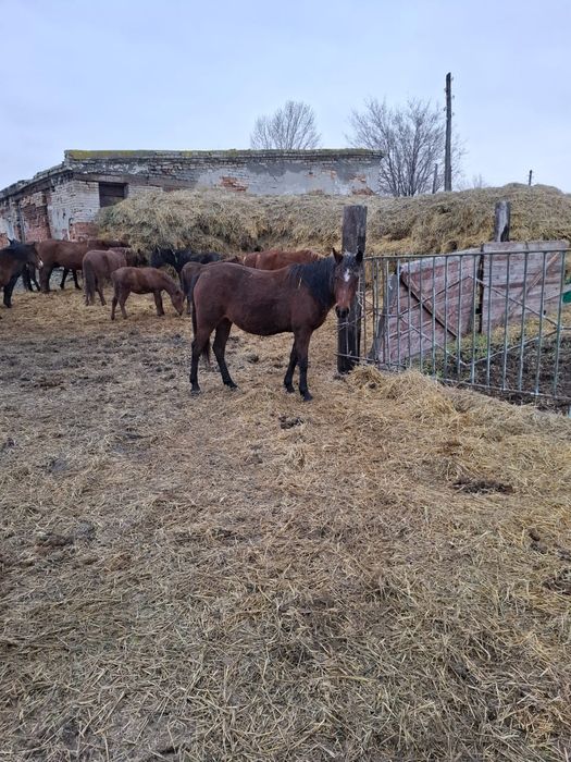 14 бас жылқы сатылады