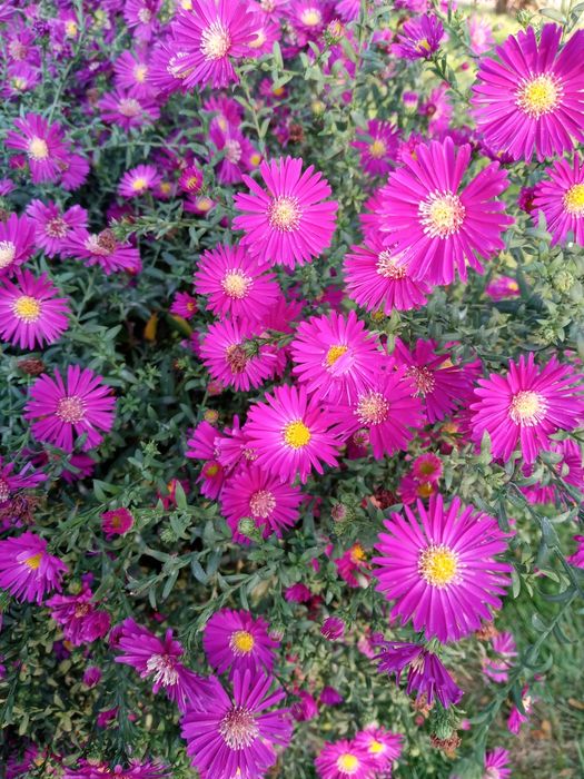 Цветы многолетние, разные.