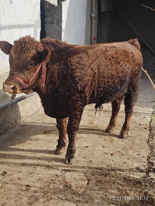 Limuzin paroda xoʻkiz