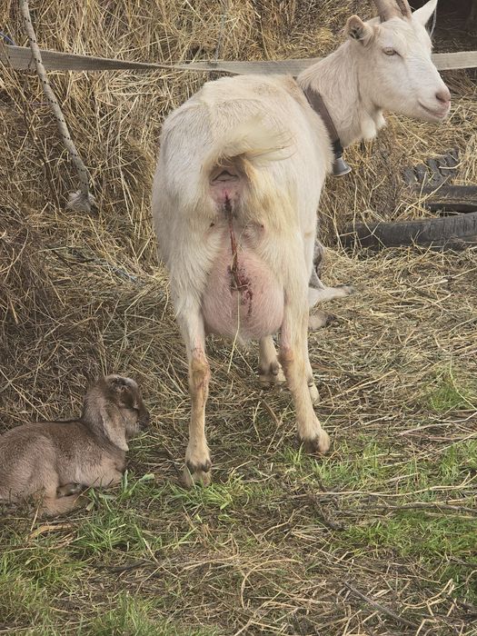 Vand 2 capre o anglo nubiana si un zanen