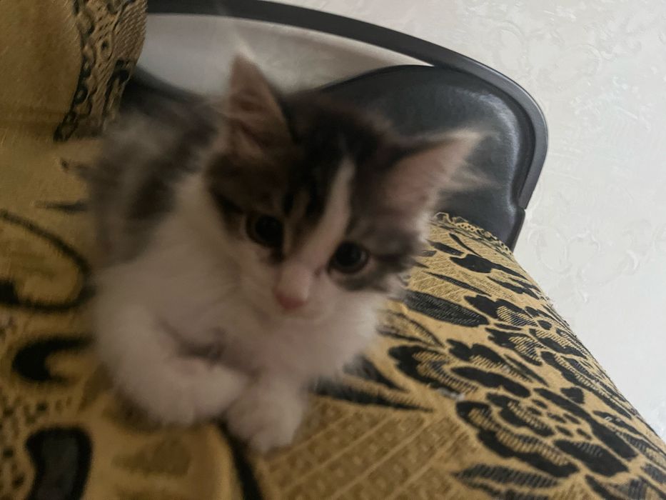 Котенок малтчик