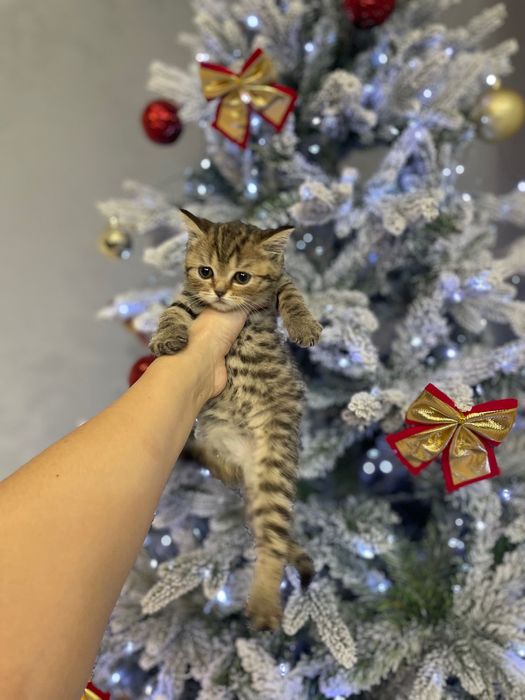 Шотландские котятки