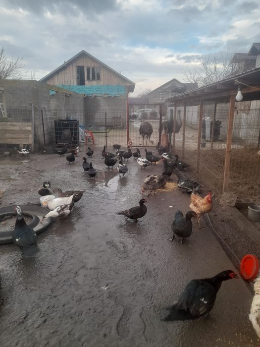 Vand rățoi leșești