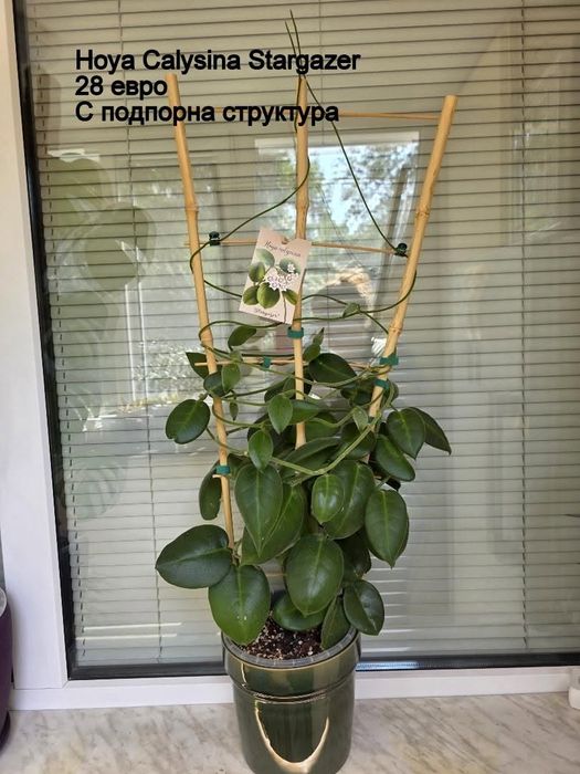 Видове  Монстера, Видове Хоя, Филодендрони