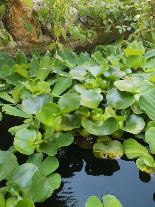 vand set de 15 zambile de apa sau salate de de apa - Pistia