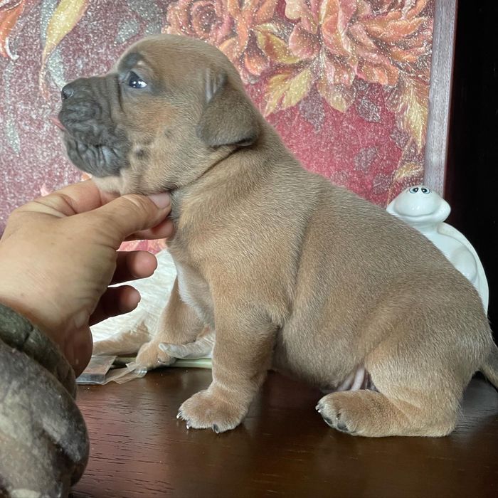 Американский булли