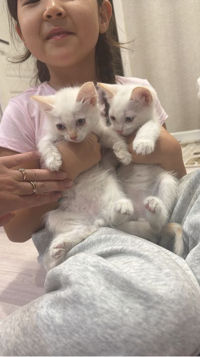 Отдам котенка в добрые руки
