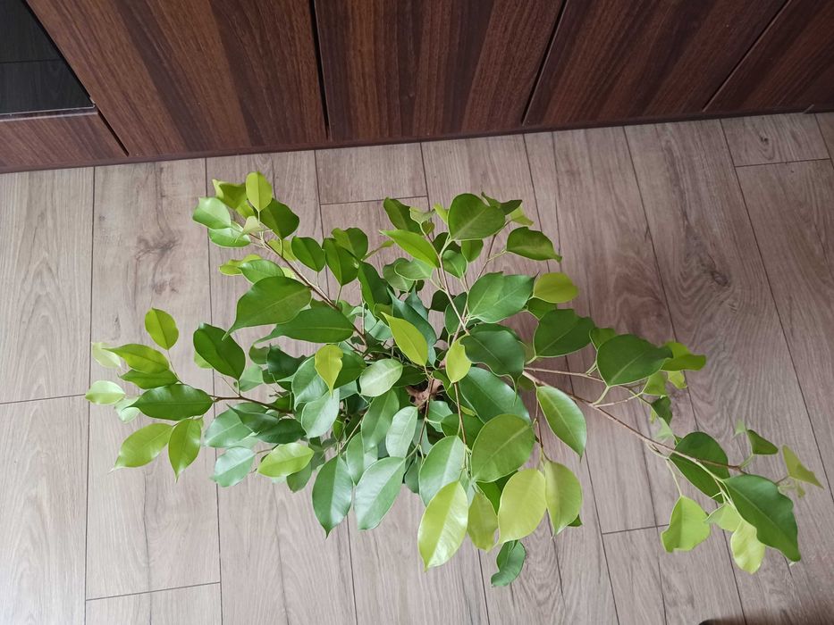 Фикус Бенджамин - стайно растениe