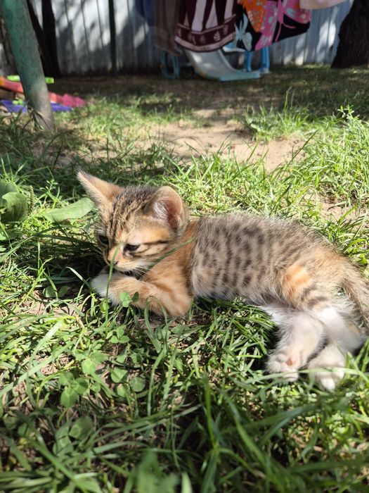Отдам котёнка в добрые руки