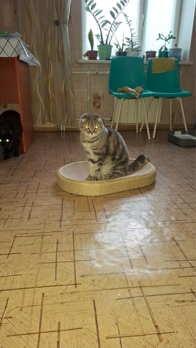 Кот в добрые руки