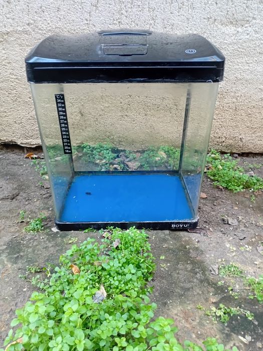 Acvariu Acvariu Acvariu