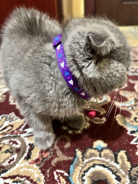 Продается кошка очень милая в латок ходит порода скотиш фолд