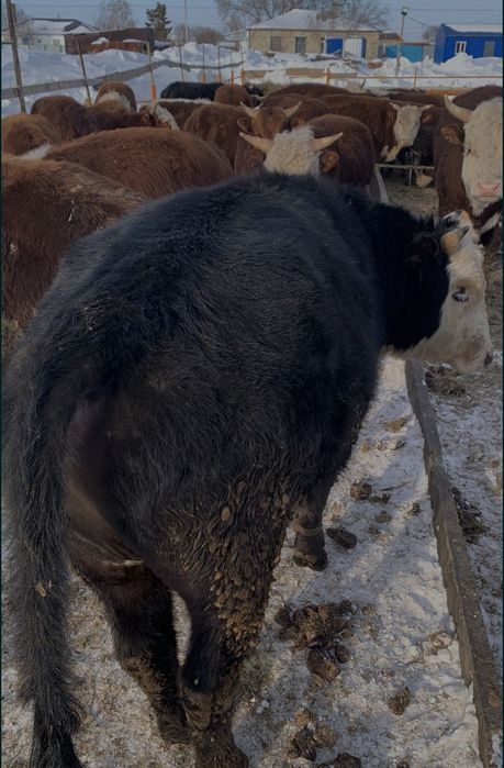 Продам бычков с откорма 40 голов