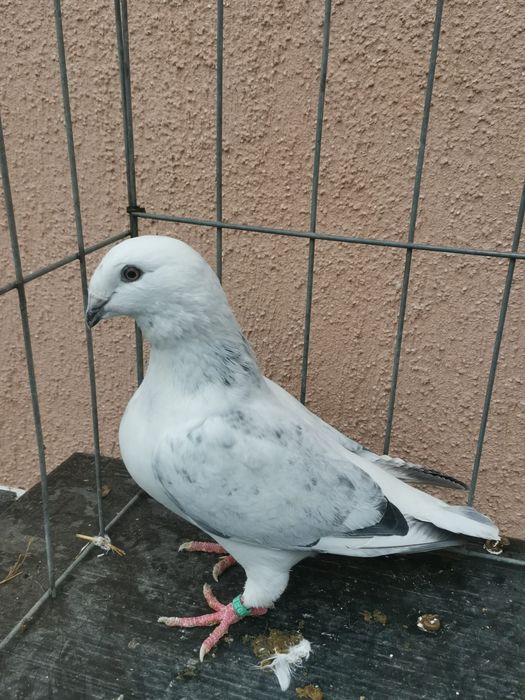 Vând porumbei standard