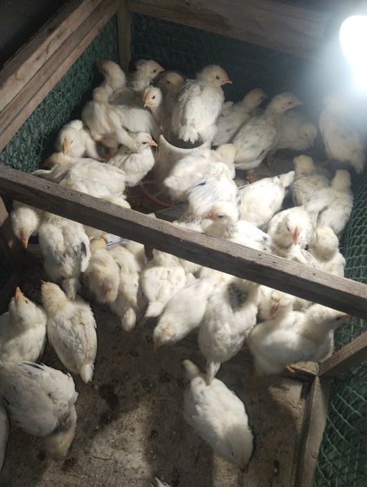 Адлер цыплята месячные балапан 1айлык