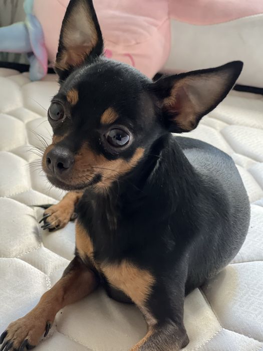 Вязка Той терьерчика