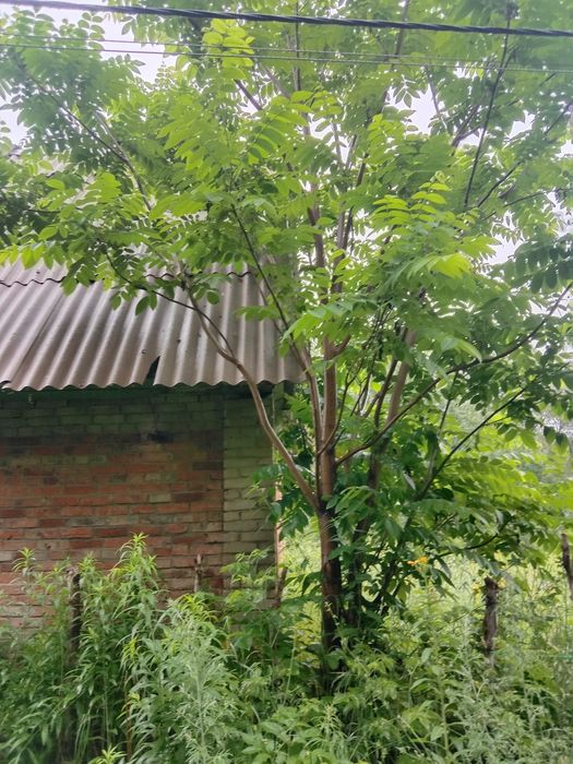 Продам срочно дачу