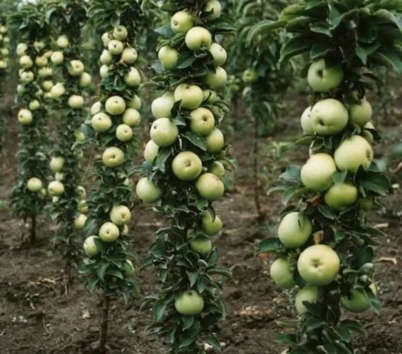 Pomi fructiferi columnari calitate