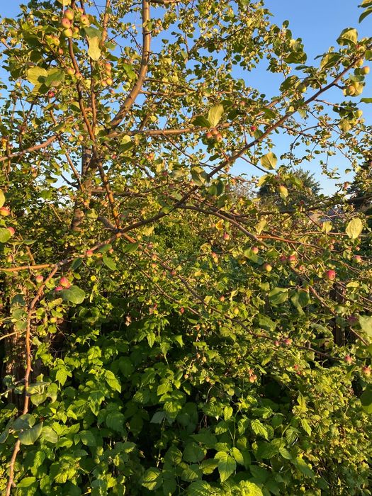 Продам дачу Здоровья