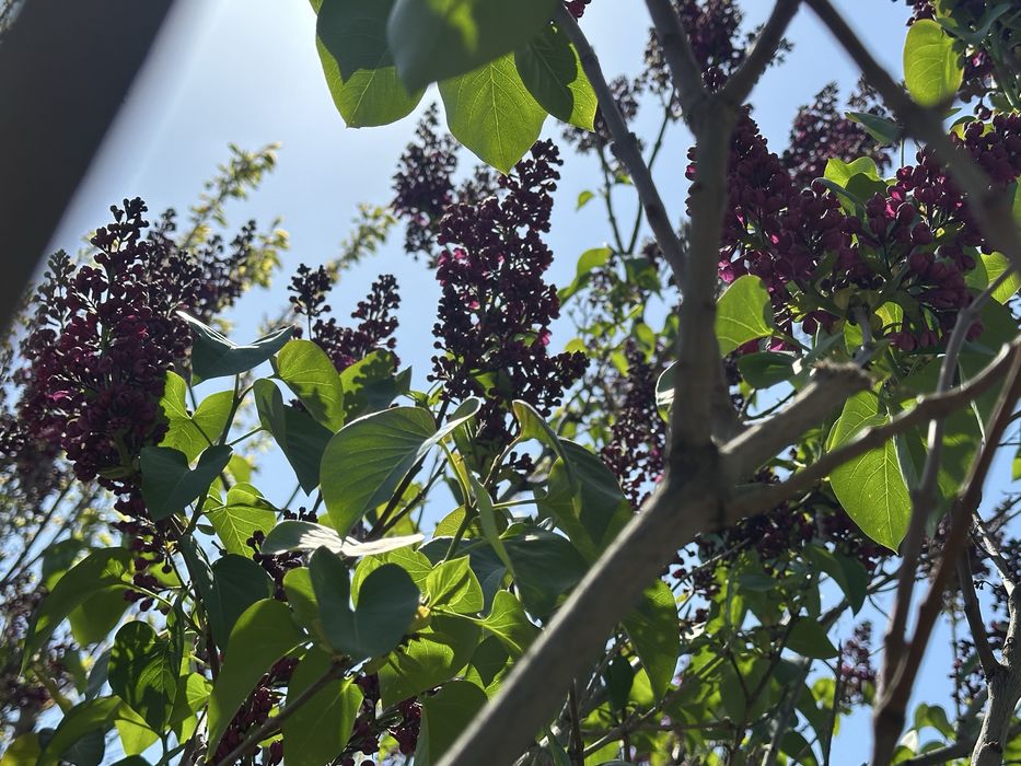 Продам Сирень.