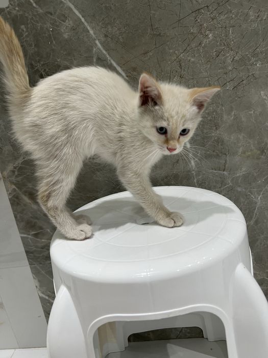 Котенок 3 мес ищет дом