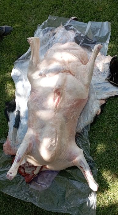 Қассоб -Qassob-Мясник сервис хизмати