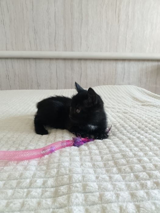 Отдам кота в добрые руки