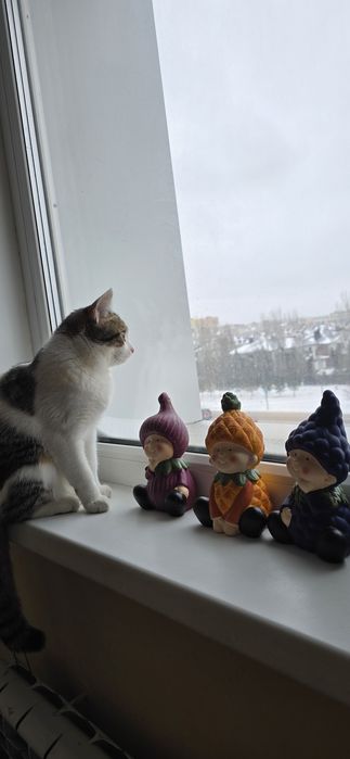 Отдам кошку  в добрые руки