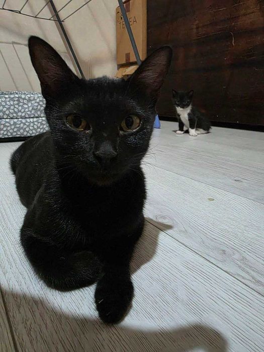 Отдам кошечку и котят в хорошие руки. Домашние, чистые , здоровые