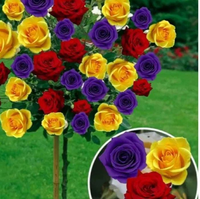 Trabdafiri Pomisori în 3 Culori