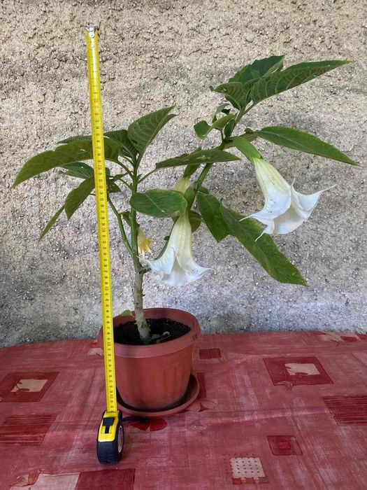 Цвете Бругманзия-Ангелски Тромпет