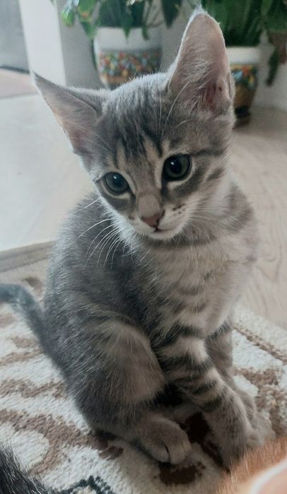 Отдам котёнка в добрые руки