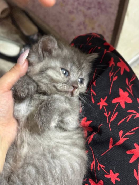 Продаю котят скотишь фолд и страйт