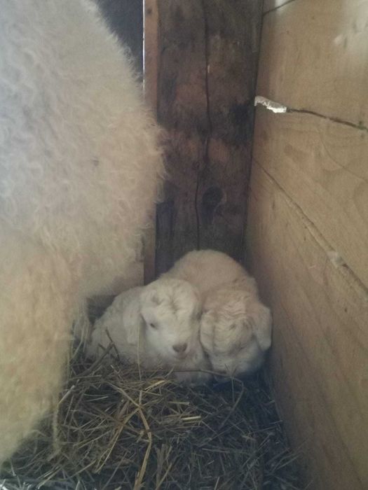 Capre de Casmir si Cashgora