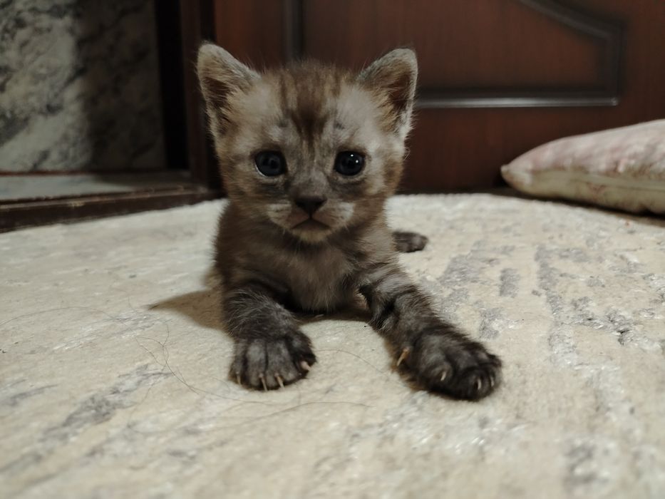 «Продам котят, 1 месяц, здоровые»
