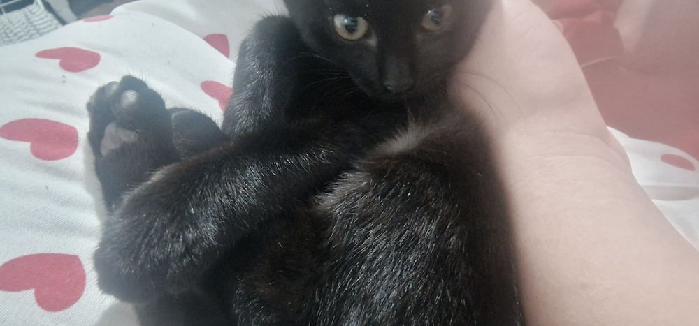 Одам котёнка бесплатно