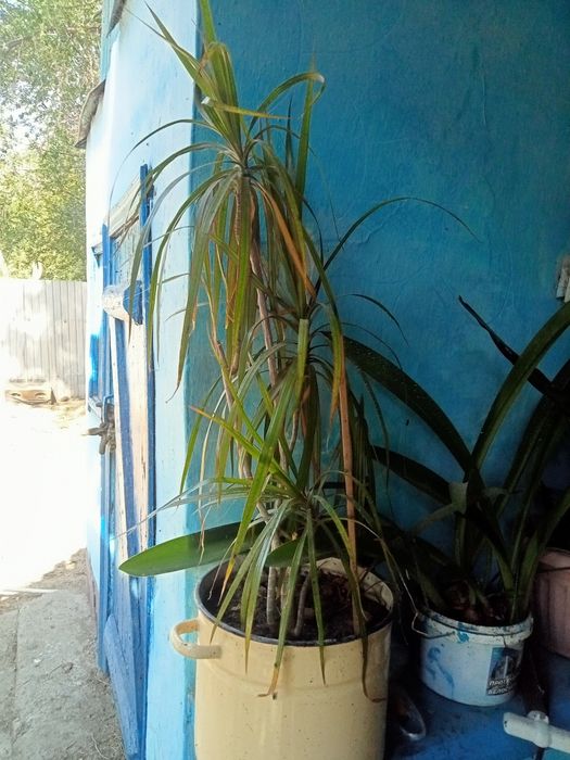 Домашние цветы красивые