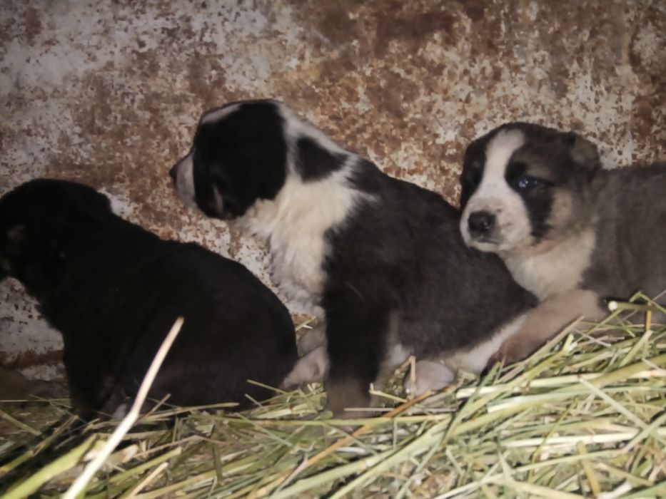 Алабай күшіктерр