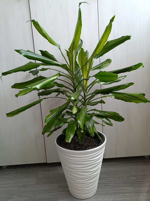 Floarea Trunchiul Fericirii