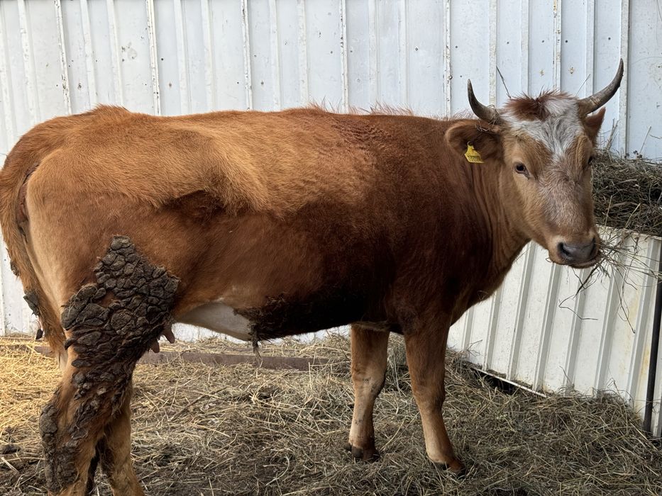 Договорная ,бағасы келісімен