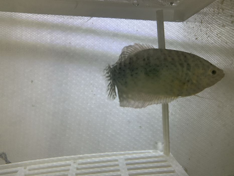 Продам акаариумных рыбок