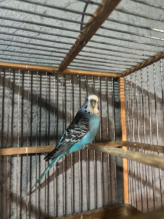 Папугай волнисти 1пар