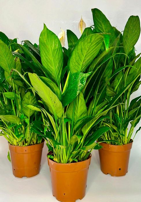 Спатифиллум 7500 тенге