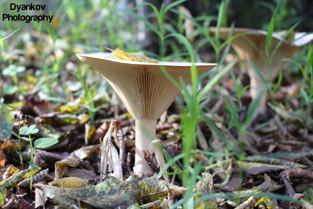 Фото и видео заснемане