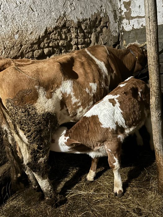 Vând vaca cu vițel