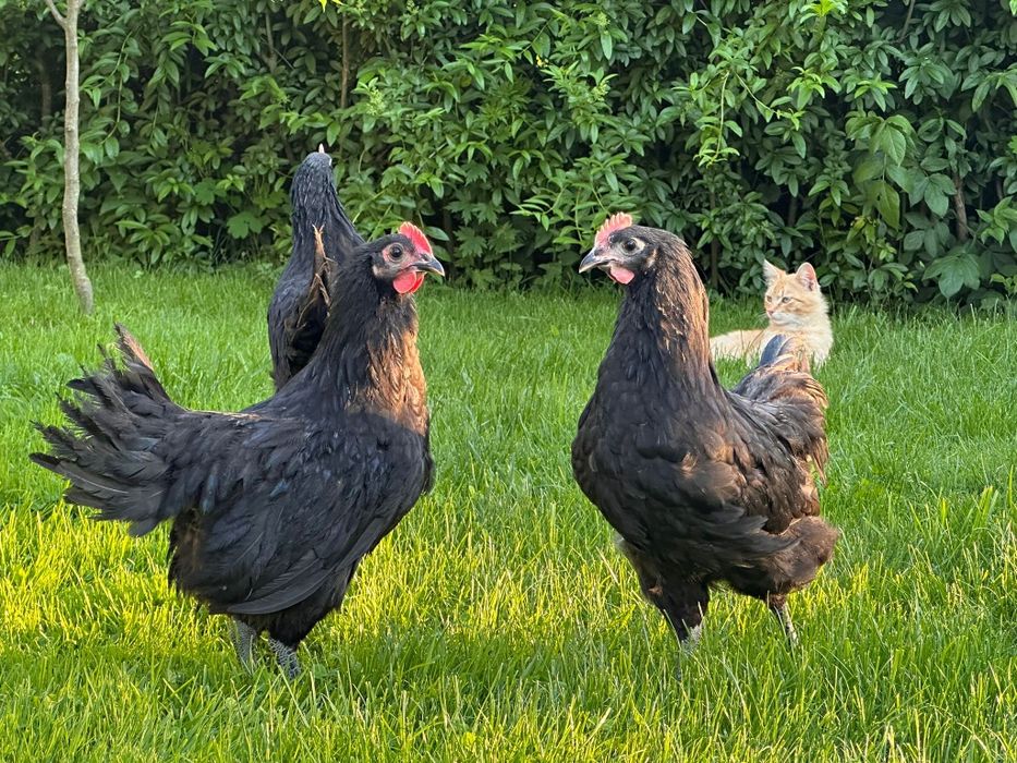Cocoși Australorp