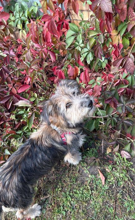 Отдам собачку в добрые руки, срочно