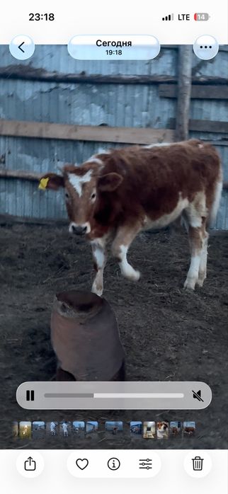 Продажа крс бычки телята